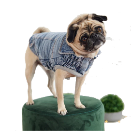 Dog Clothing &  Accessories