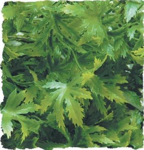 Zoo Med Malaysian Fern Plant - 1 count