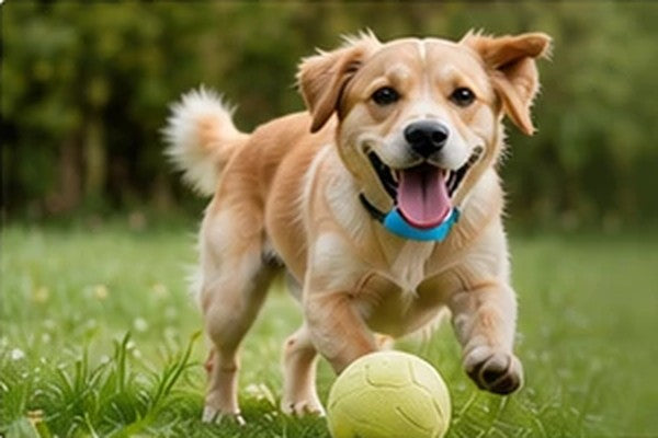 A happy dog playing with a ball on the grass