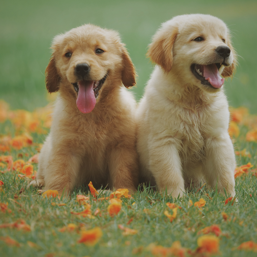 Two golden retriever puppies sitting in a flower field