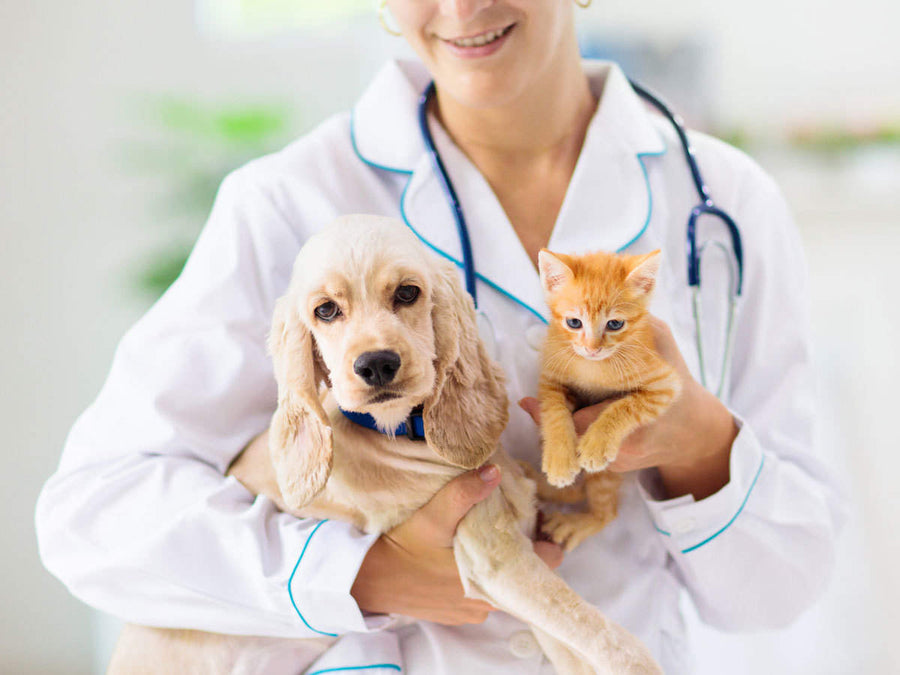 Veterinarian holding a spaniel puppy and an orange kitten
