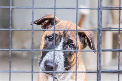 Rescue puppy looking out from behind a kennel gate