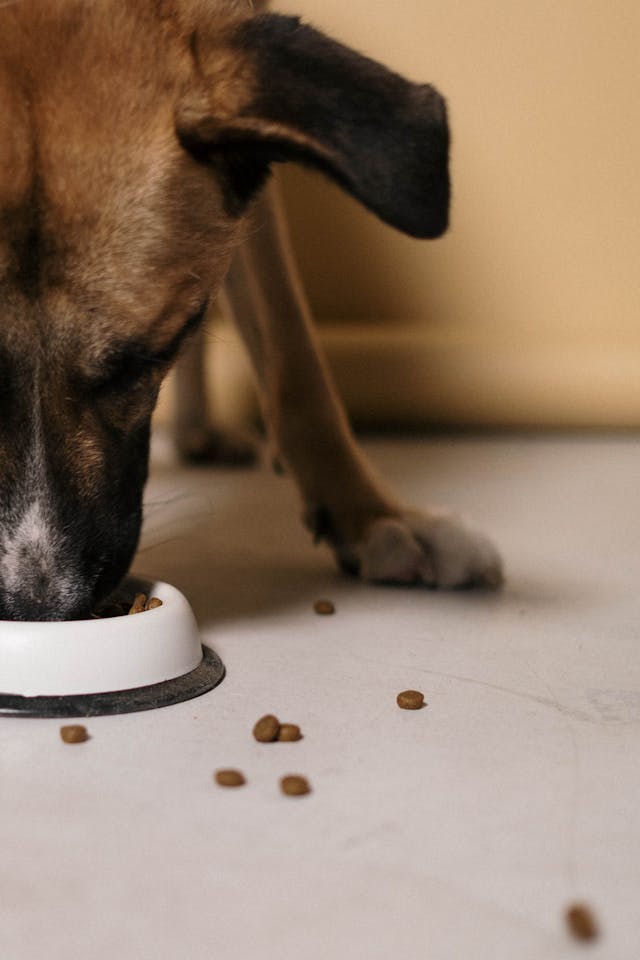 How to Pick the Perfect Dry Dog Food for Your Dog’s Health?