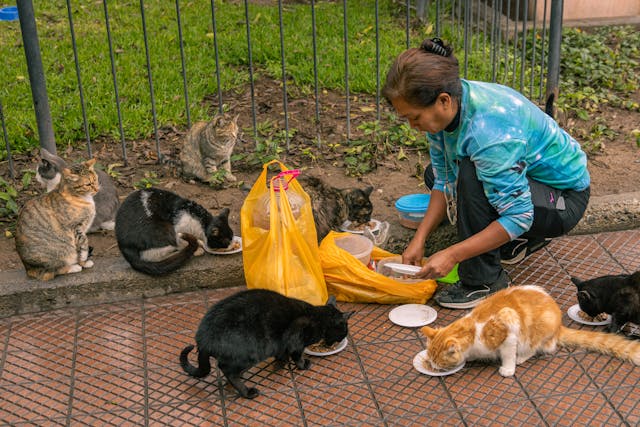 How to Store Leftover Wet Food for Kittens