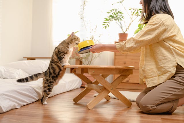 Transitioning Your Kitten to Solid Food: A Guide