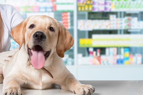 Labrador puppy resting in a pet pharmacy