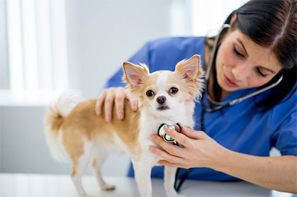 Veterinarian checking a chihuahua with a stethoscope