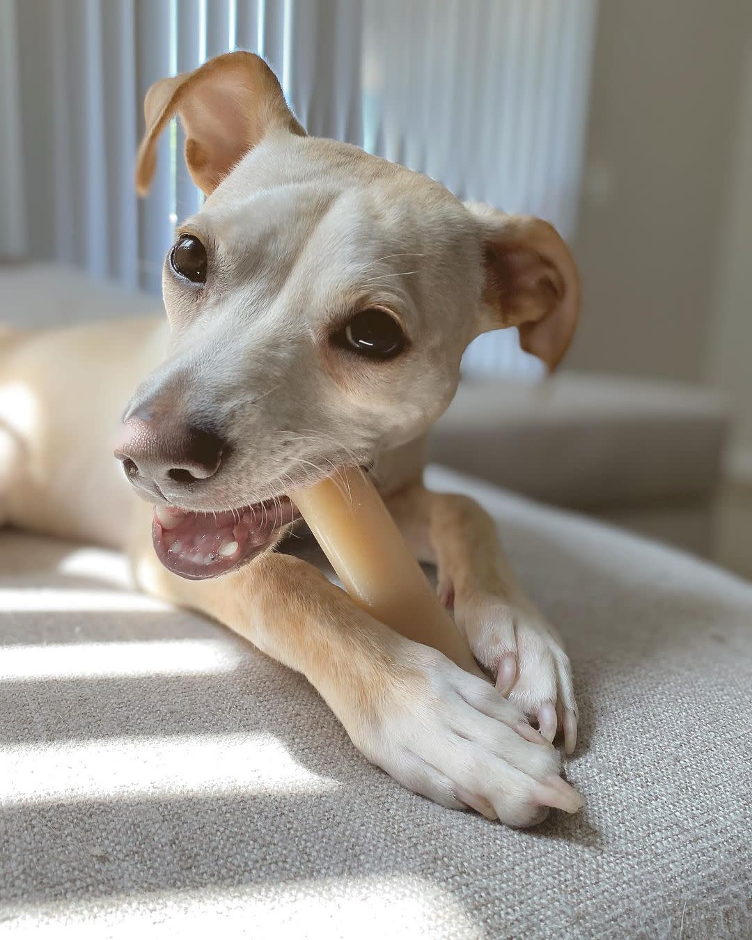 Nylabone Power Chew Dog Toy Original, 1ea/Medium/Wolf  Up To 35 Lbs. 1 ct