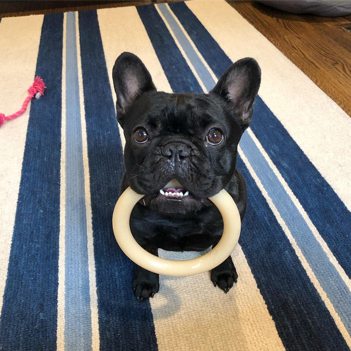 Nylabone Power Chew Ring Dog Chew Toy Original 1ea/Large/Giant - Up To 50 lb