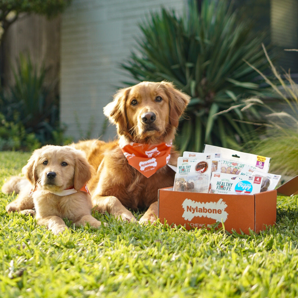 Nylabone Healthy Edibles WILD Natural Long Lasting Bison Dog Chew Treats Bison, Small/Regular  Up To 25 Ibs. 16 ct