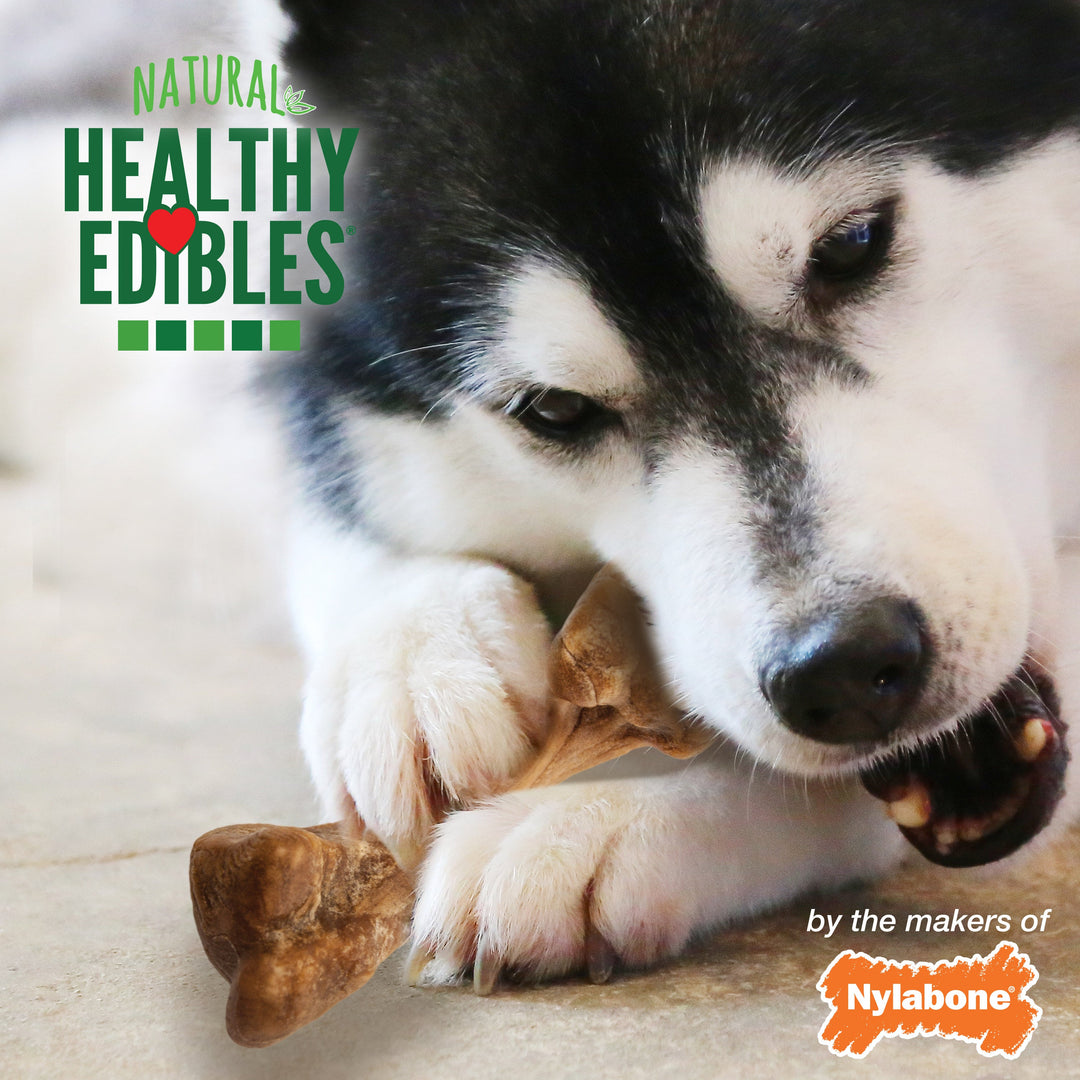 Nylabone Healthy Edibles Broth Bone AllNatural Long Lasting Chew Treats 16 count, 1ea/Regular  Up To 25 Ibs.