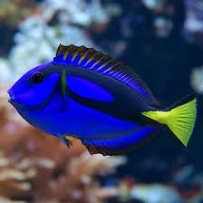 Blue Hippo Tang Live Saltwater Reef Aquarium Fish 3-4 Inch Marine Species Bright Blue Body Yellow Tail Active Swimmer for Large Tank Setup Compatible with Rock Structure Systems