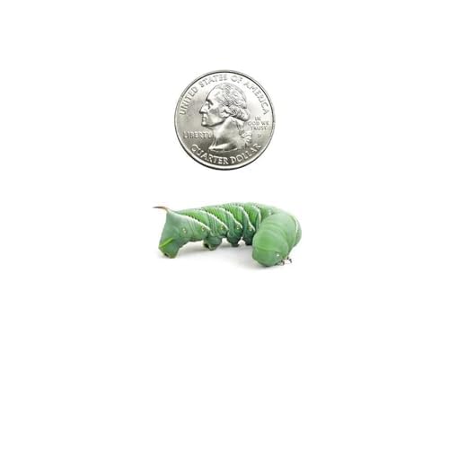 12 Count Medium Hornworms for Bearded Dragons, Geckos, and other Lizards