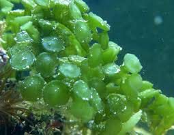 Generic, Live Caulerpa Peltata Marine Macro Algae Saltwater Reef Refugium Aquatic