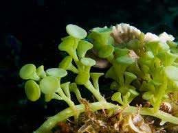 Generic, Live Caulerpa Peltata Marine Macro Algae Saltwater Reef Refugium Aquatic