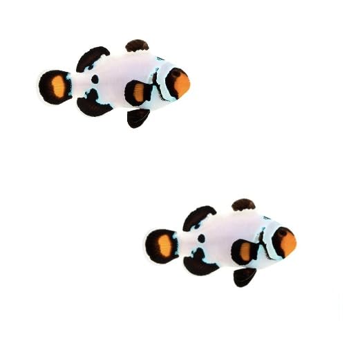 2-Pack Orange Frostbite Ocellaris Clownfish – Live Saltwater Marine Aquarium Fish, Reef Safe, Captive Bred, Premium Designer Clownfish for Reef Tanks