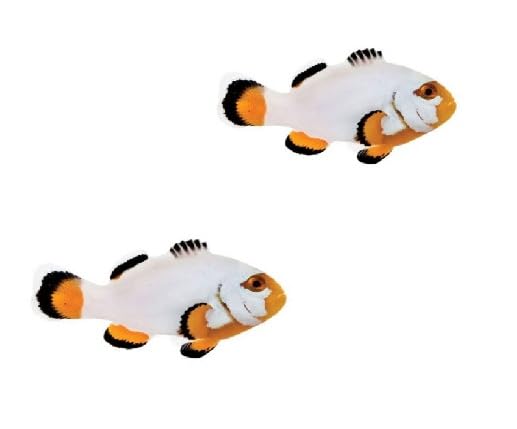 2-Pack Platinum Clownfish – Tank Bred, Reef Safe Live Saltwater Aquarium Fish – Peaceful Pair for Marine or Reef Tanks – Captive-Raised and Beginner Friendly