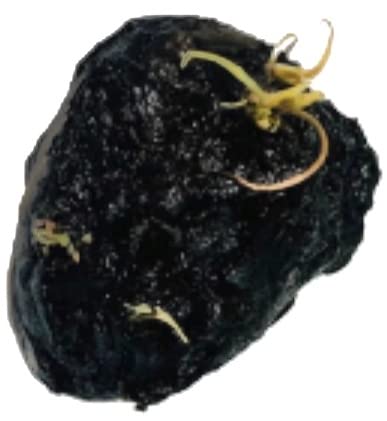 Marcus Fish Tanks - Tiger Lotus Lily Nymphaea Lotus - Live Aquarium Plants - Freshwater Aquatic Plant Buy 2 Get 1