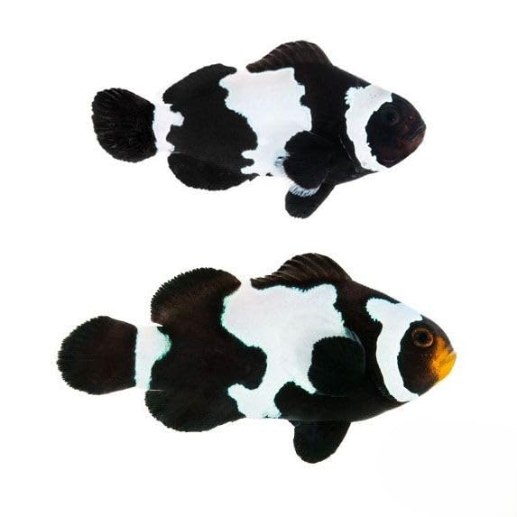2-Pack Black Snowflake Ocellaris Clownfish – Captive-Bred Live Saltwater Aquarium Fish Pair – Reef Safe, Peaceful, Tank Bred – Unique Pattern for Marine or Reef Tanks