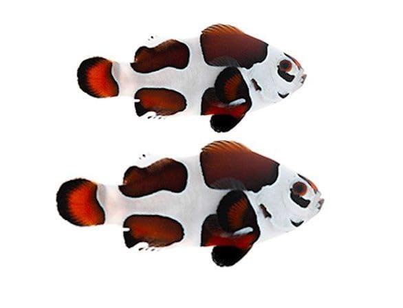 2-Pack Mocha Storm Ocellaris Clownfish – Captive-Bred Live Saltwater Aquarium Fish Pair – Reef Safe, Tank Raised, Peaceful – Designer Clownfish for Marine or Reef Tanks