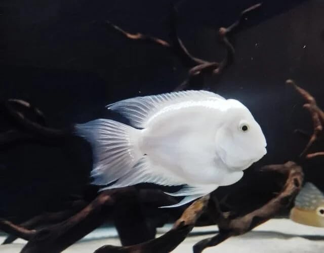 Santboz Platinum Snow White Parrot Fish 1.5 Inch – Rare White Hybrid Parrot Cichlid, Bright Platinum Color Freshwater Aquarium Fish, Hardy Semi-Peaceful Community Cichlid for Display &amp; Grow-Out Tanks