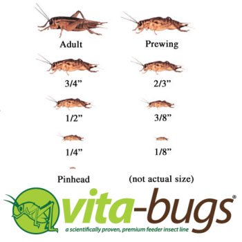 Timberline Vita-Bugs 1/2" Live Crickets, Count of 250, 250 CT