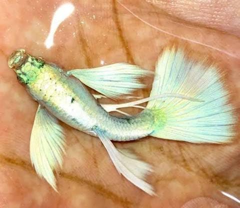 Live Fancy Guppy Fish Premium Quality Platinum White XL Size, 2 (1 Male + 1 Female)