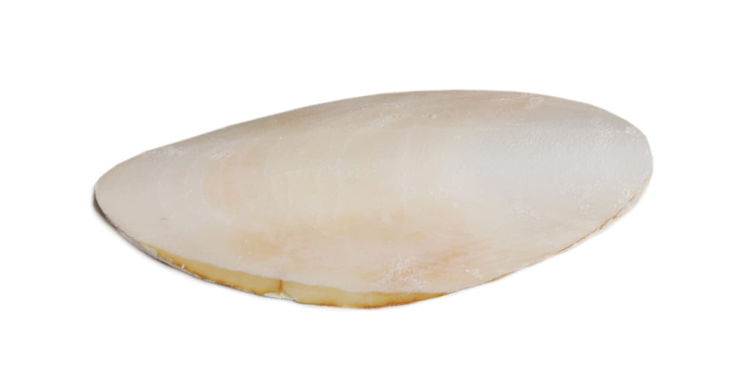 Prevue Pet Products 5-Inch Bird Cuttlebone, Medium