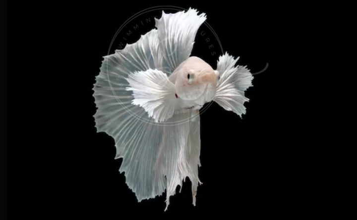 Swimming Creatures™ Betta Live Freshwater Aquarium Fish (Male Dumbo Ear White)