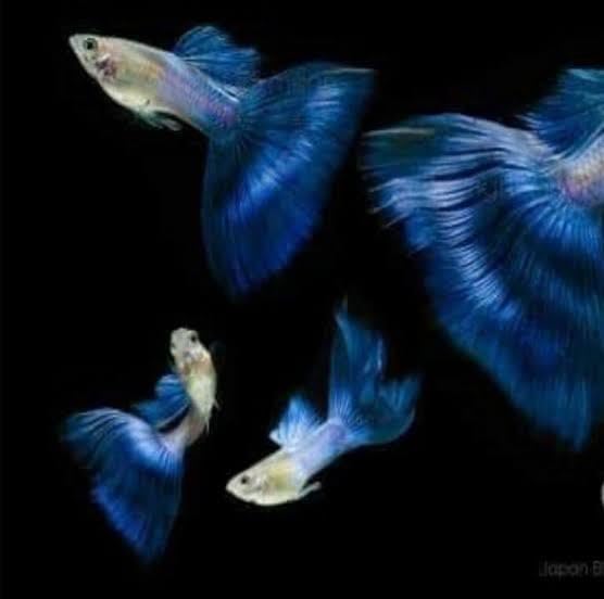 Live Blue Diamond Big Tail Guppy - 1 Male, Pair, Trio, 5 Pack, 10 Pack, 1 (1)