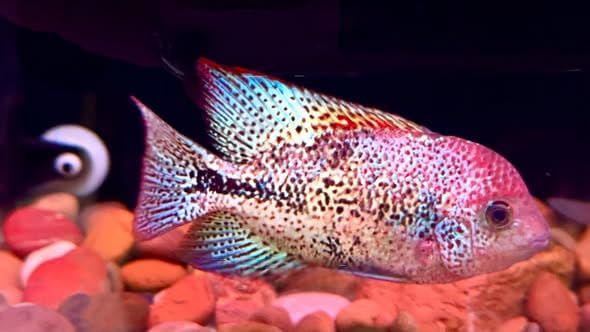 Andaman Aquatics Rainbow Hybrid Vieja Cichlids Flower Horn Live Fish FH2