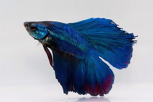 Double Tail Half Moon Betta - Assorted Color - Live Freshwater Aquarium Fish