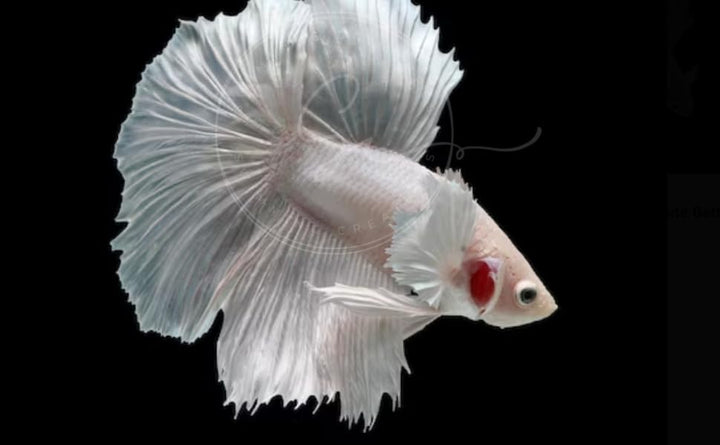 Swimming Creatures™ Betta Live Freshwater Aquarium Fish (Male Dumbo Ear White)