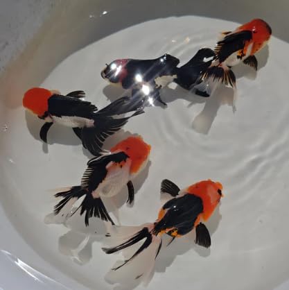 Tri Color Oranda Juvenile, Live Fancy Goldfish, Red Black and White