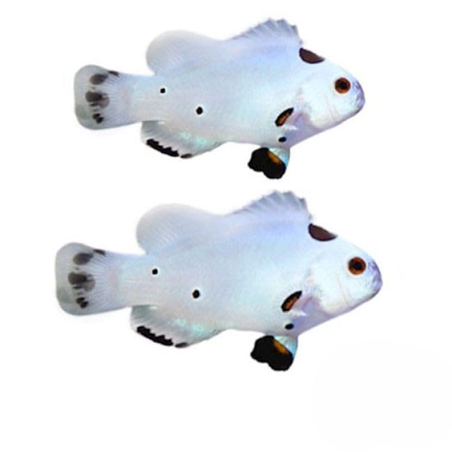 2-Pack Live Hybrid Storm Ocellaris Clownfish – Captive Bred Saltwater Aquarium Fish (Amphiprion ocellaris), Hardy, Peaceful, Reef-Safe Marine Community Species