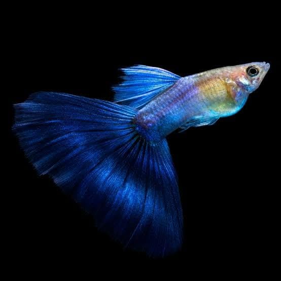 Live Blue Diamond Big Tail Guppy - 1 Male, Pair, Trio, 5 Pack, 10 Pack, 1 (1)