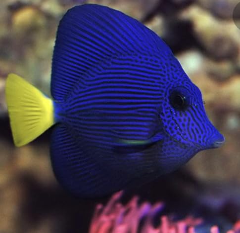 Purple Tang Live Saltwater Reef Aquarium Fish 2.5-3.5 Inch Marine Species Deep Purple Body Yellow Tail Active Swimmer for Large Tank Setup Compatible with Rock Structure Systems