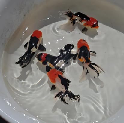 Tri Color Oranda Juvenile, Live Fancy Goldfish, Red Black and White