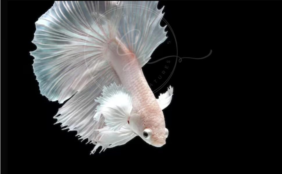 Swimming Creatures™ Betta Live Freshwater Aquarium Fish (Male Dumbo Ear White)