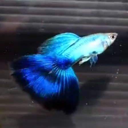 Live Blue Diamond Big Tail Guppy - 1 Male, Pair, Trio, 5 Pack, 10 Pack, 1 (10)