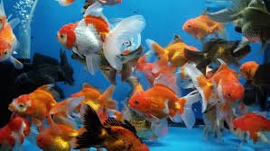 WorldwideTropicals Live Freshwater Aquarium Fish - 4" Assorted Oranda Goldfish - Great for Aquariums - Populate Your Fish Tank!
