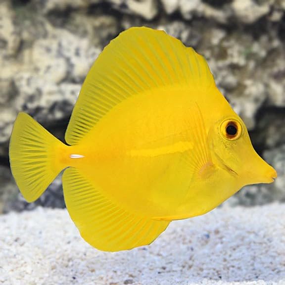 Yellow Tang Live Saltwater Reef Aquarium Fish 1.5-2 Inch Marine Species Bright Yellow Color Active Swimmer for Reef Tank Setup Compatible with Rock Structure Marine Systems