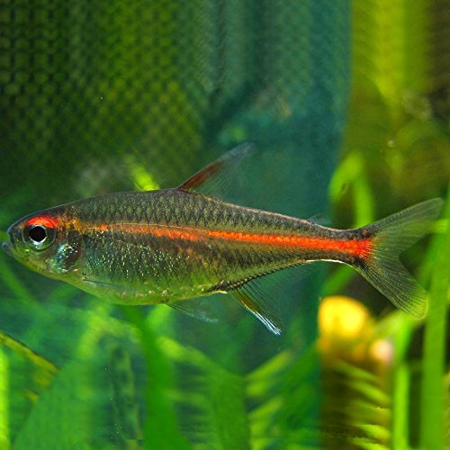 WorldwideTropicals Live Freshwater Aquarium Fish - (6) 1" Fire Neon Tetras - 6 Pack of Fire Neons (Glo-Lites) Live Tropical Fish - Great for Aquariums - Populate Your Fish Tank!