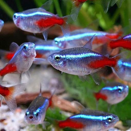 Neon Tetra Live Freshwater Aquarium Fish | Pack of 10 | + 4 Complimentary