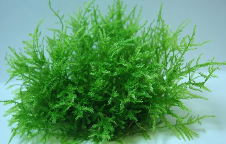 Spiky Moss - Live Aquatic Moss Plants Aquarium Moss Freshwater Planted Tank (2 Portions)