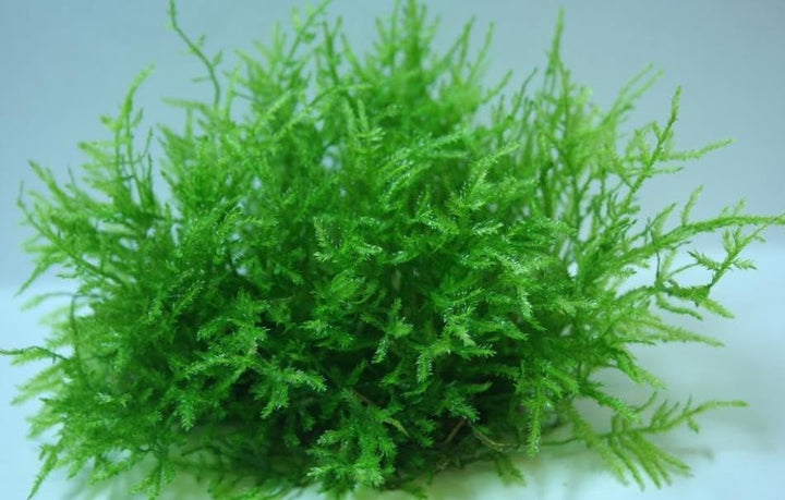 Spiky Moss - Live Aquatic Moss Plants Aquarium Moss Freshwater Planted Tank (2 Portions)