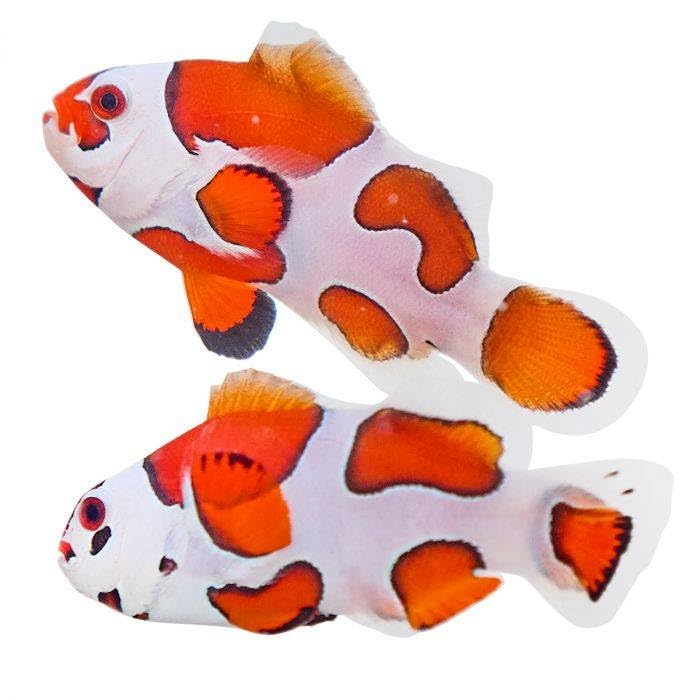 2-Pack Live Orange Storm Ocellaris Clownfish, Captive Bred Saltwater Fish, Peaceful Reef-Safe Marine Species for Aquarium Tanks