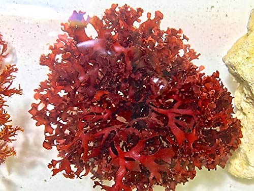 Generic Live Red Dragon Breathe Frag Marine Macro Algae Saltwater Reef Refugium Aquatic