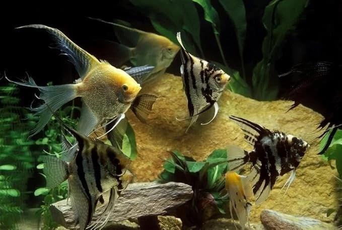 4-Pack Mixed Fancy Angelfish 1.5–2” Body – Live Freshwater Aquarium Fish – Colorful Freshwater Angels for Community Tanks.