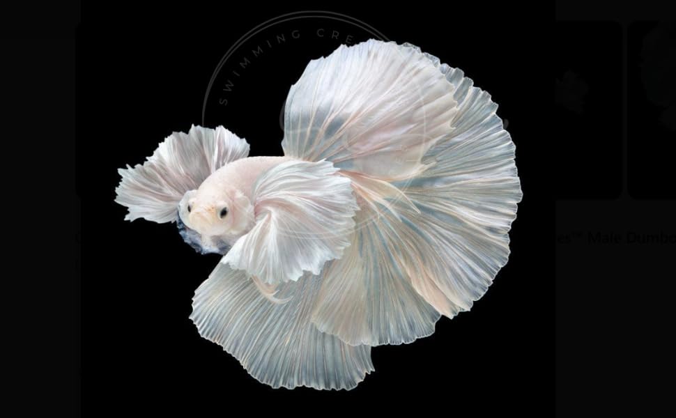 Swimming Creatures™ Betta Live Freshwater Aquarium Fish (Male Dumbo Ear White)